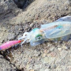 意外に厳しい越前エギング